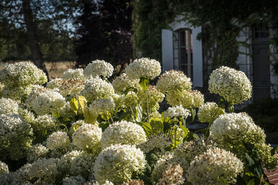 White flowering plants in park