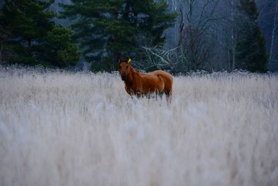 Horse in a field