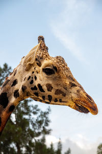giraffe