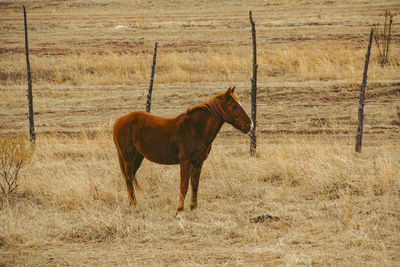 Horse in a field