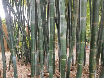 Close-up of bamboo plants in forest