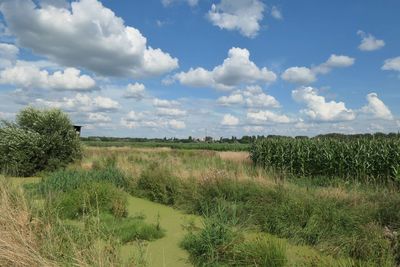 Scenic view of field against sky