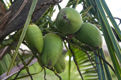 Close-up of fruits growing on tree