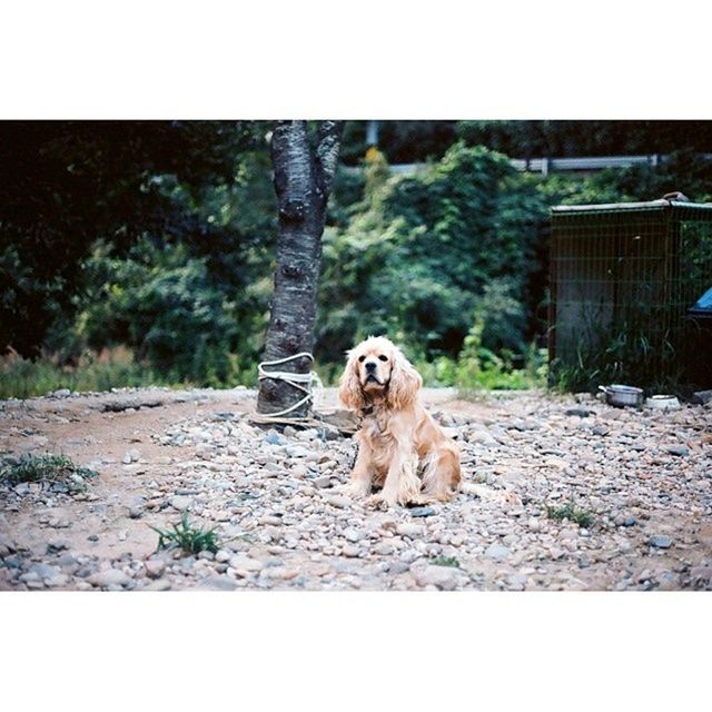 animal themes, one animal, transfer print, mammal, domestic animals, auto post production filter, pets, tree, dog, wildlife, sitting, full length, animals in the wild, outdoors, day, plant, no people, zoology, portrait, nature