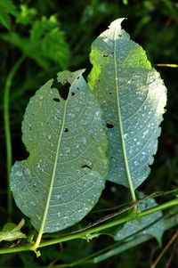 Close-up of water drops on leaf