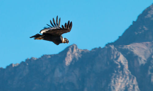 Bird flying over mountain against sky