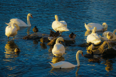 Swans and ducks swimming in lake