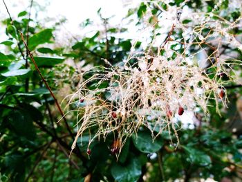 Close-up of wilted flowering plant