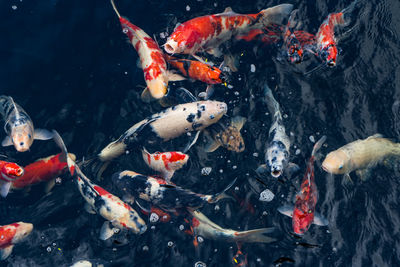 High angle view of koi carps swimming in pond