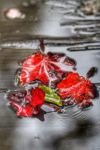 Fall rain on red leafs