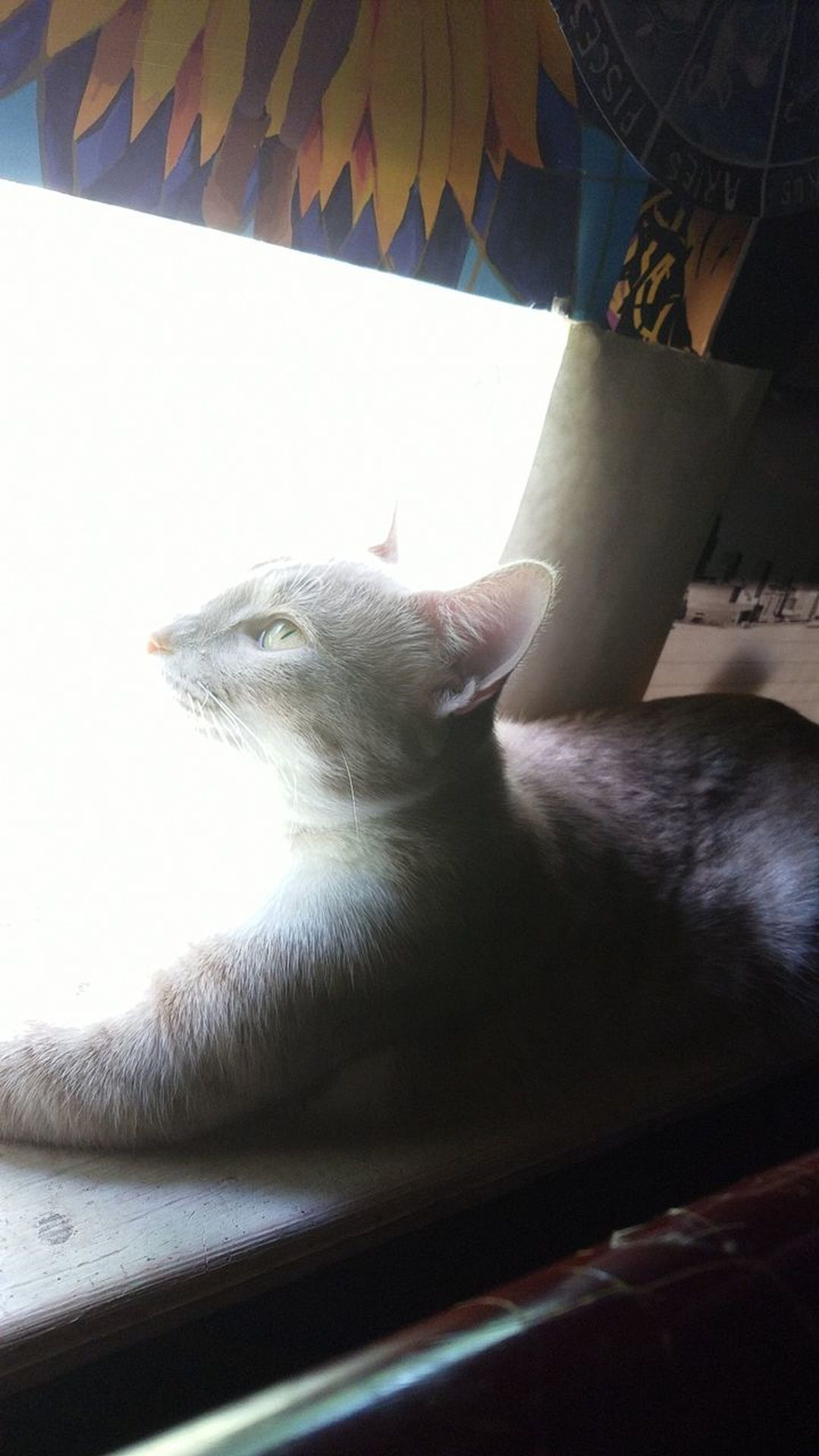 Angelic Cat