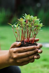 Close-up of hand holding plant