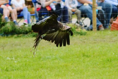 Vulture flying over grass field