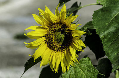 Close-up of sunflower on plant
