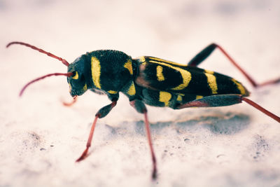 Close-up of insect