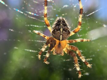 Close up of a garden spider