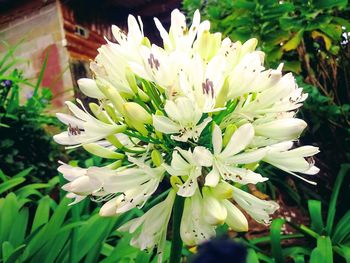 Close-up of white flowers blooming outdoors