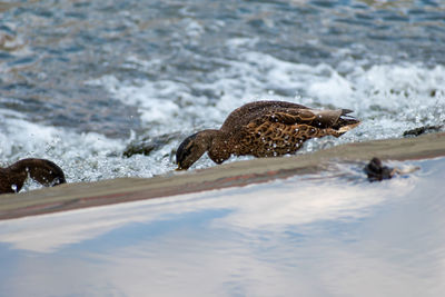 View of turtle on beach