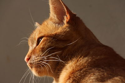 Close-up of a cat looking away