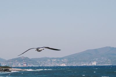 Seagull flying over sea against sky