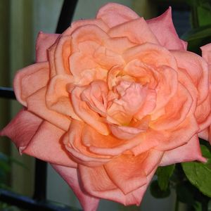 Close-up of pink rose blooming outdoors