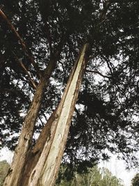 Low angle view of trees in the forest