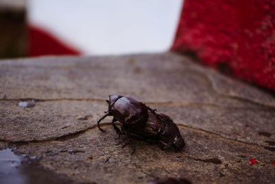 Close-up of insect on wood