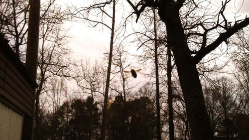 Low angle view of bare trees against sky