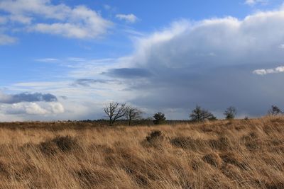 Scenic view of field against sky