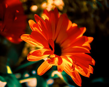 Close-up of orange flower