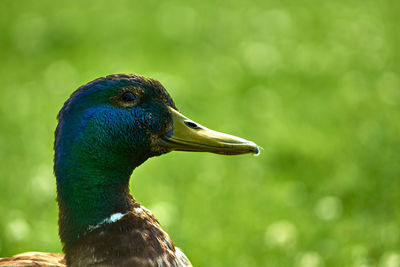 Close-up of peacock