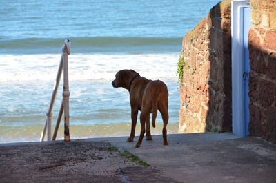 Dog standing by railing against sea