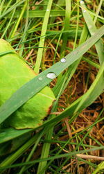Close-up of insect on grass