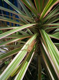 Close-up of palm tree