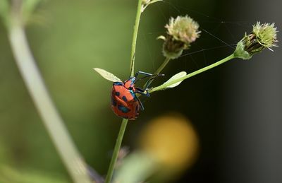 Close-up of ladybug on flower