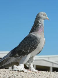 Pigeon perching on retaining wall against clear blue sky