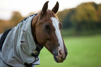 Close-up of horse