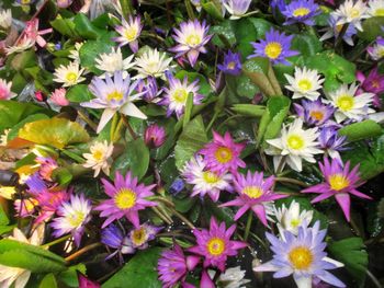 High angle view of purple flowering plants