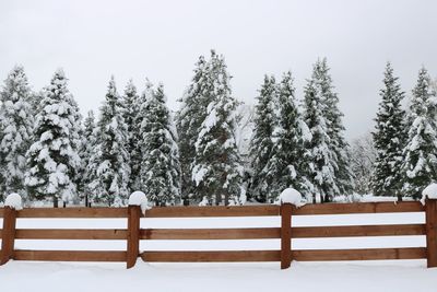 Snow covered pine trees against sky