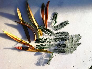 High angle view of succulent plant