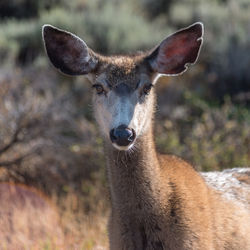 Close-up of deer on field