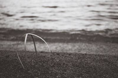 Close-up of grass in water