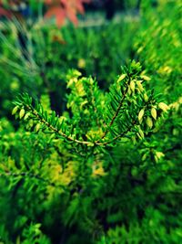 Close-up of plants against blurred background