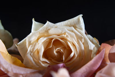 Close-up of rose bouquet against black background