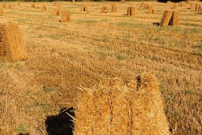 Hay bales on field