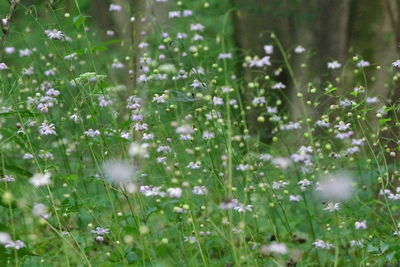 plant