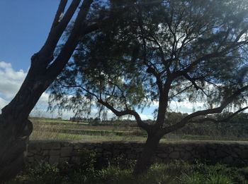 Trees on field