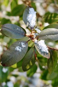 Close-up of frozen plant leaves during winter