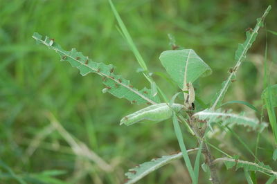 Close-up of insect on plant
