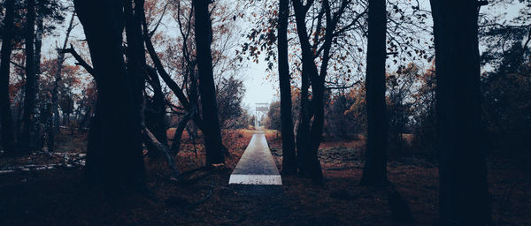 Trees in forest